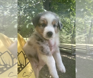 Australian Shepherd Puppy for sale in NICKTOWN, PA, USA