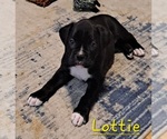 Small Photo #1 Boxer Puppy For Sale in RIVER GROVE, IL, USA