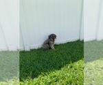 Small Photo #2 Schnauzer (Giant) Puppy For Sale in SAINT CLOUD, FL, USA