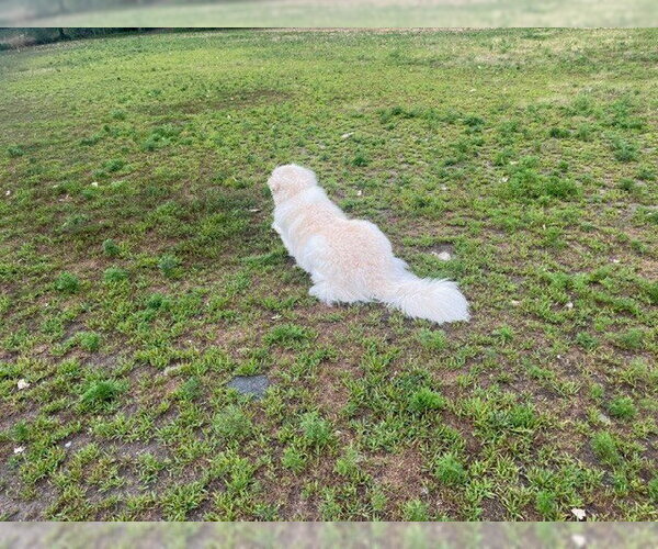 Medium Photo #9 Great Pyrenees Puppy For Sale in Spring, TX, USA