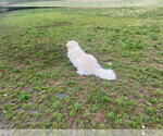 Small #8 Great Pyrenees