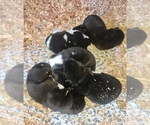Puppy 6 Akita