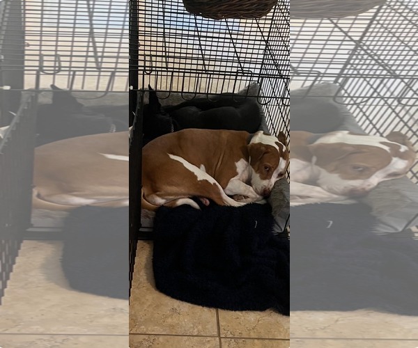 Medium Photo #6 Labrador Retriever-Unknown Mix Puppy For Sale in Derwood, MD, USA