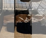 Small #5 Labrador Retriever Mix