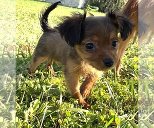 Russian Toy Terrier Puppy for sale in Chelmiec, Lesser Poland Voivodeship, Poland