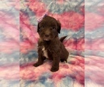 Small #3 Poodle (Standard)