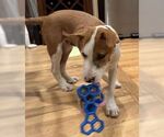 Small #3 Parson Russell Terrier Mix