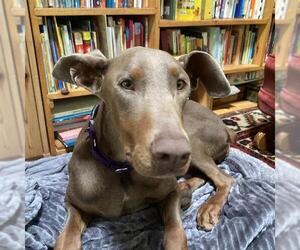 Doberman Pinscher Dogs for adoption in Camarillo, CA, USA