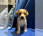 Small Dachshund Mix