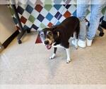 Small Rat Terrier Mix