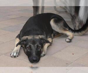 Helga - Female German Shepherd Dog-Unknown Mix Dog for Adoption - Photo #8