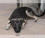 Small #7 German Shepherd Dog Mix