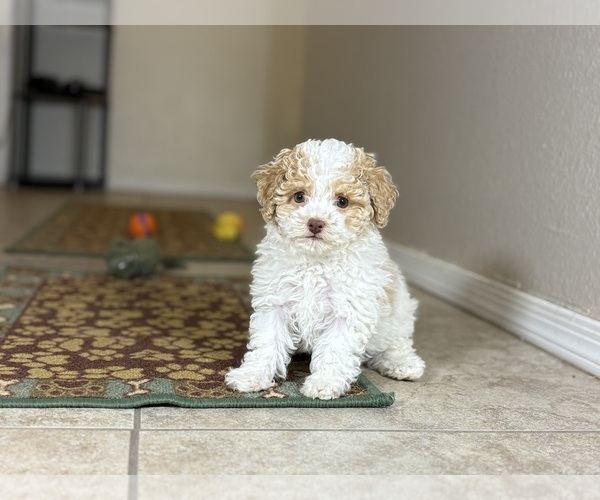 Medium Photo #2 Poovanese Puppy For Sale in TUCSON, AZ, USA