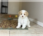 Small #1 Poovanese