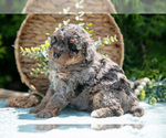 Small #3 Miniature Bernedoodle