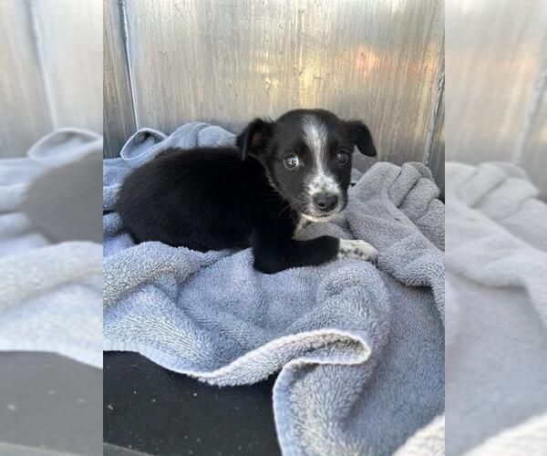 Medium Photo #1 Border Collie-Unknown Mix Puppy For Sale in San Antonio, TX, USA