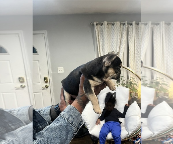 Medium Photo #9 French Bulldog Puppy For Sale in UPPER MARLBORO, MD, USA