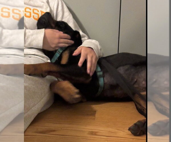 Medium Photo #11 Rottweiler Puppy For Sale in Hillsboro, NH, USA