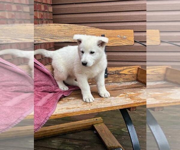 Medium Photo #1 German Shepherd Dog Puppy For Sale in GREENWOOD, WI, USA