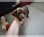 Puppy Coco Dachshund