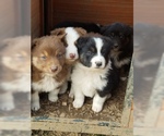 Small Photo #1 Australian Shepherd Puppy For Sale in LEWISBURG, TN, USA