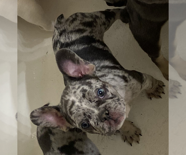 Medium Photo #4 French Bulldog Puppy For Sale in PADUCAH, KY, USA