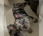 Small Photo #4 French Bulldog Puppy For Sale in PADUCAH, KY, USA