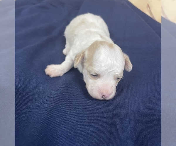 Medium Photo #3 Maltipoo Puppy For Sale in JASPER, GA, USA
