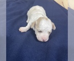 Small Photo #3 Maltipoo Puppy For Sale in JASPER, GA, USA