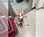 Small Siberian Husky Mix