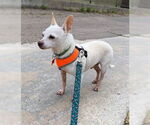 Small #5 Chihuahua Mix