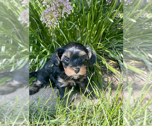 Cockapoo-Yorkshire Terrier Mix Puppy for sale in ROANOKE, IL, USA