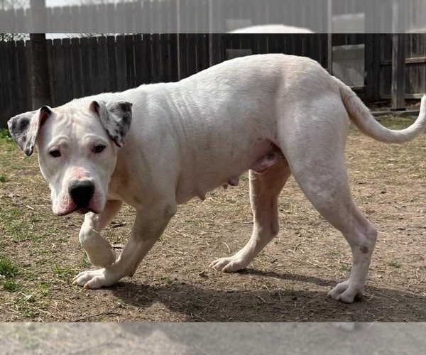 Medium Photo #4 Mutt Puppy For Sale in Great Bend, KS, USA