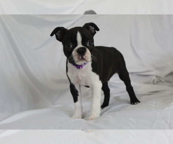 Medium Photo #5 Boston Terrier Puppy For Sale in BROOKSVILLE, FL, USA