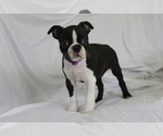 Small #4 Boston Terrier