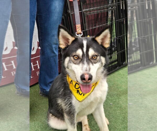 Medium Photo #1 Siberian Husky-Unknown Mix Puppy For Sale in Woodbury, NY, USA