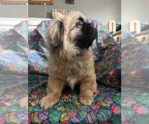 Medium Pekingese