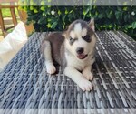 Small Photo #2 Siberian Husky Puppy For Sale in WOODRUFF, SC, USA
