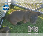 Iris - Female Mutt Dog for Adoption - Small photo