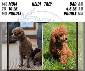 Father of the Poodle (Miniature) puppies born on 11/15/2025
