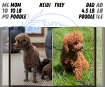 Small Photo #1 Poodle (Miniature) Puppy For Sale in GOSHEN, IN, USA