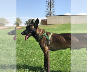 Mutt Dogs for adoption in Imlay City, MI, USA