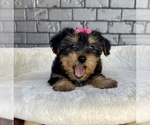 Small #9 Yorkshire Terrier