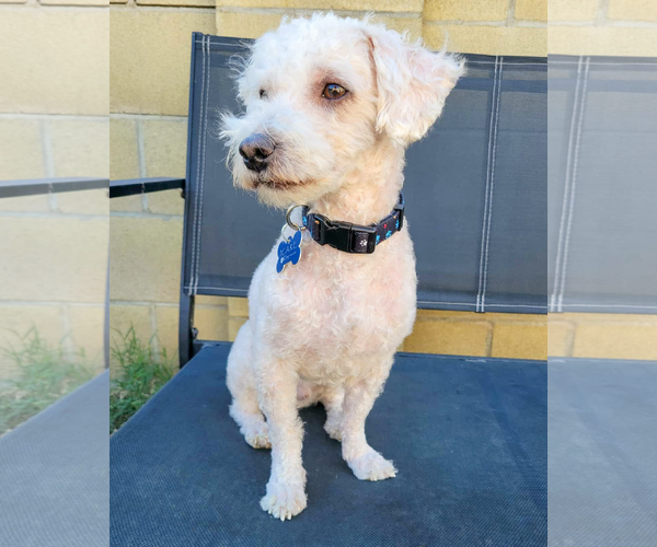 Medium Photo #2 Poodle (Miniature)-Unknown Mix Puppy For Sale in Corona, CA, USA