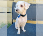 Small #1 Poodle (Miniature) Mix