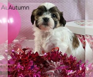 Zuchon Puppy for sale in ARTHUR, IL, USA