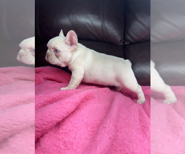 Medium Photo #4 French Bulldog Puppy For Sale in SACRAMENTO, CA, USA