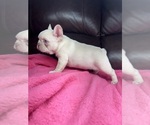 Small #3 French Bulldog