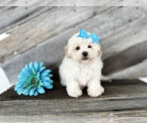 Bichpoo Puppy for Sale in ELKTON, Kentucky USA