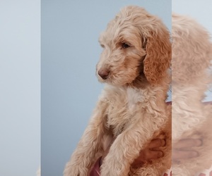 Labradoodle-Poodle (Standard) Mix Puppy for sale in SAINT LOUIS, MO, USA
